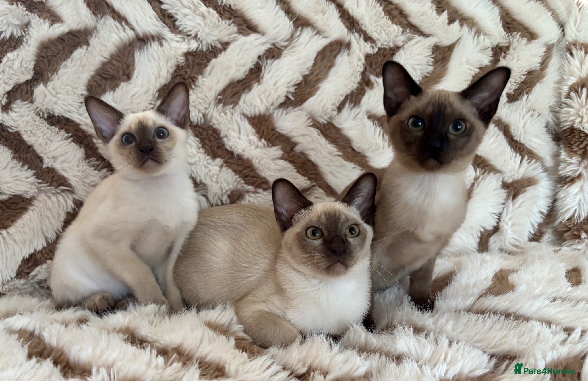 Tonkinese cats Exceptional pedigree Tonkinese - Advert 2