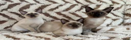 Tonkinese cats for sale: Exceptional pedigree Tonkinese - Advert 2