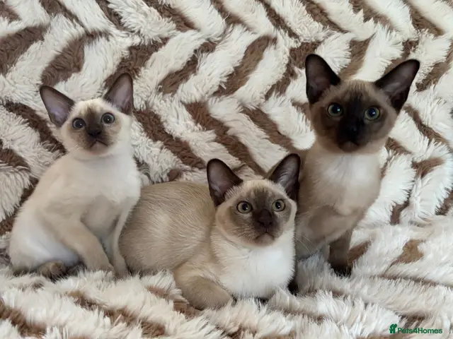 Tonkinese cats for sale: Exceptional pedigree Tonkinese - Advert 2