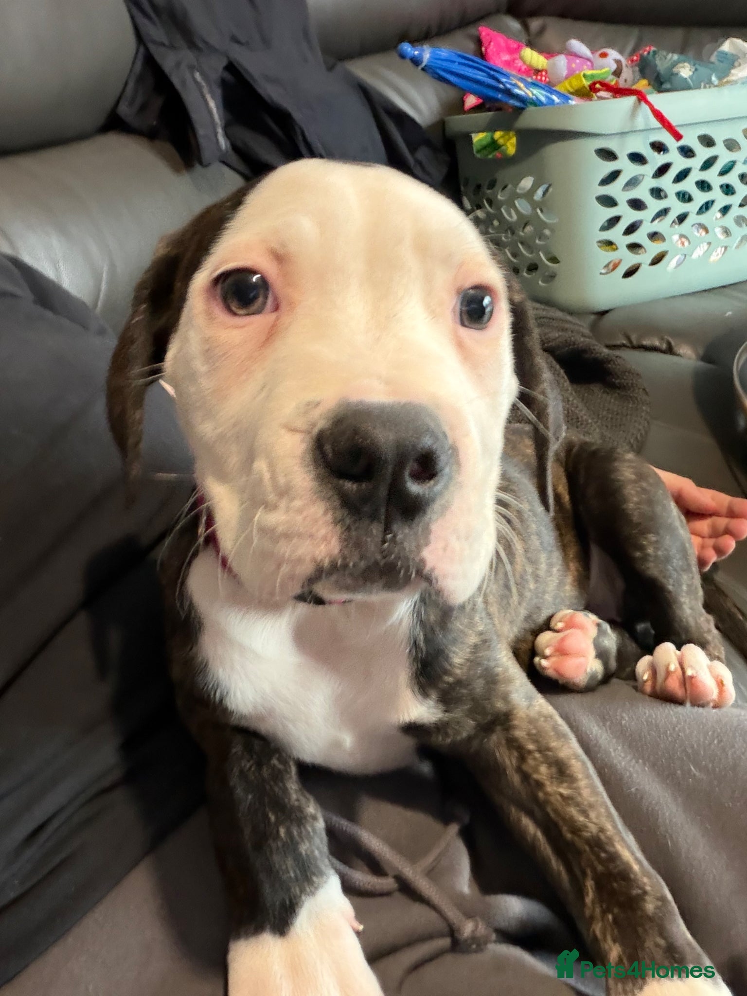 American Bulldog dogs American bulldog puppies  - Advert 1