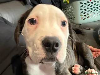 American Bulldog dogs American bulldog puppies - Advert 1