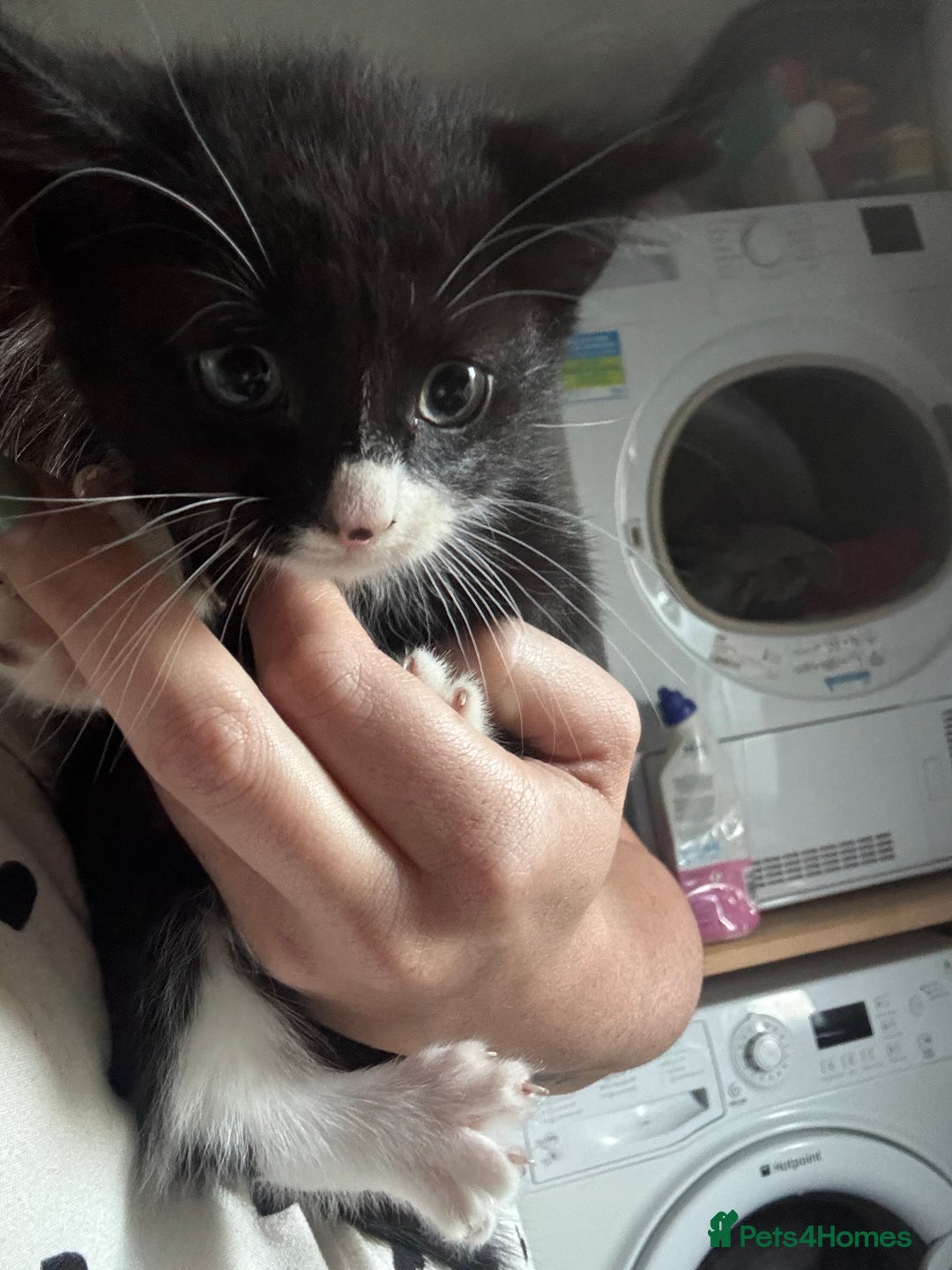 Mixed Breed cats for sale: 6 mixed breed kittens - Image 16