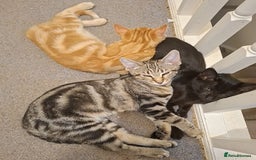 Maine Coon cats for sale: Gorgeous Maine Coon cross Oriental kittens - Image 1