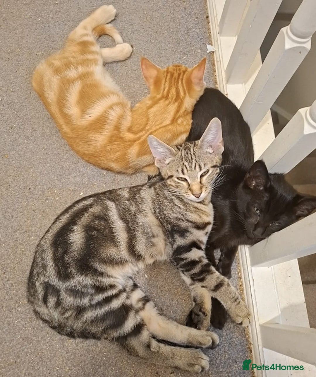 Maine Coon cats for sale: Gorgeous Maine Coon cross Oriental kittens - Image 1