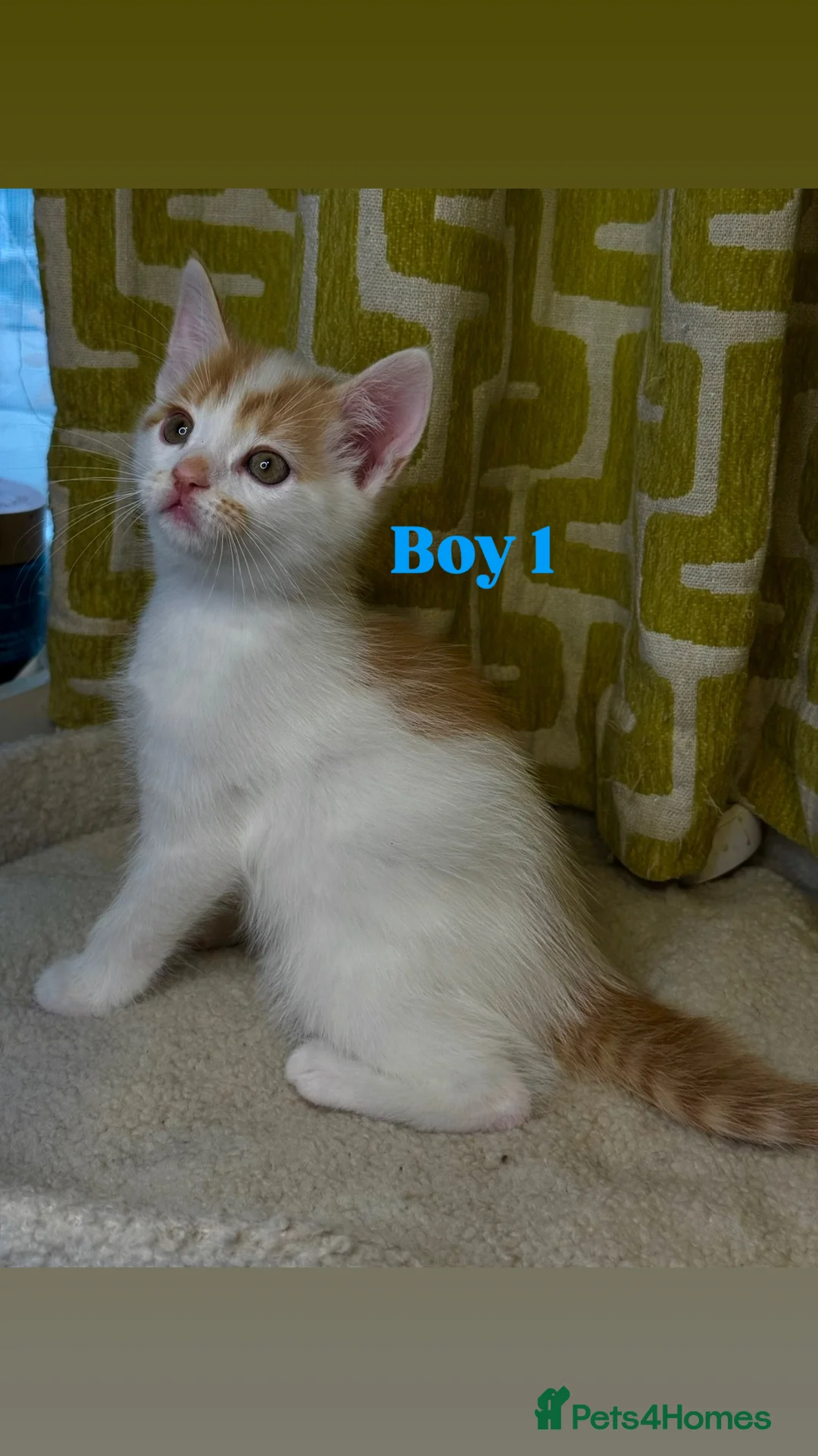 Mixed Breed cats for sale: 🐾 Beautiful Kittens Looking for Loving Homes 🐾 - Advert 4