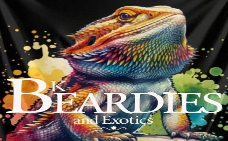 Dragon reptiles - Advert 2