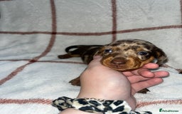 Miniature Dachshund dogs for sale: Beautiful Dachshund puppy’s  - Image 4