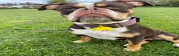Old Tyme Bulldog dogs for sale: BEAUTIFUL OLD TYME BULLDOG PUPPIES - Advert 1