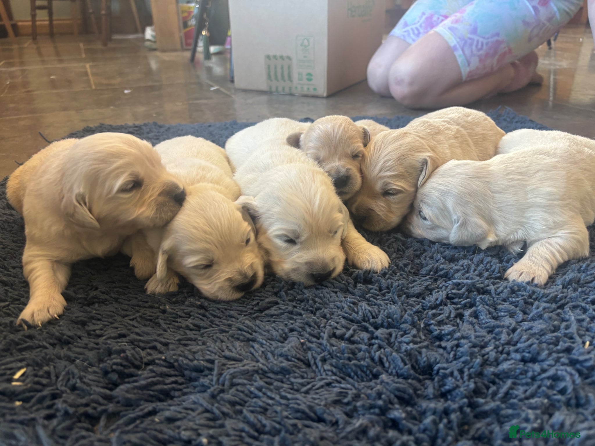 Golden Retriever dogs Kc golden retriever puppies,health tested parents  - Advert 2