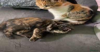 Russian Blue cats - Advert 2