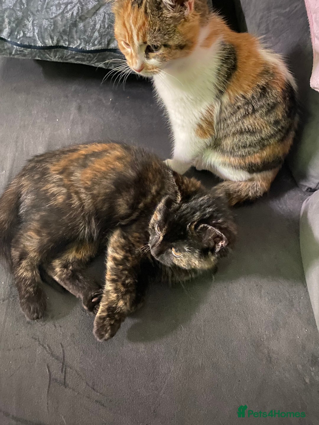 Russian Blue cats for sale: Half Russian blue kittens  - Advert 3