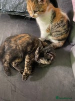 Russian Blue cats - Advert 2