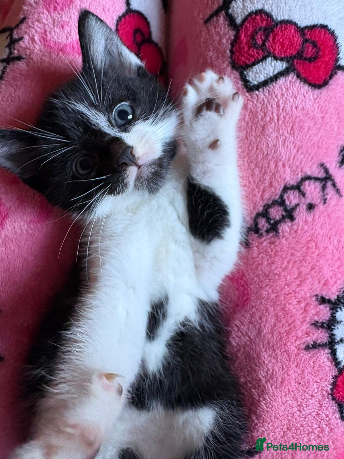 Mixed Breed cats Beautiful Rex mixed kittens  - Advert 1