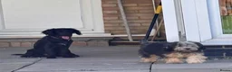 Mixed Breed dogs for adoption: FELIX – 6 MONTHS OLD, ADORABLE BOY PUPPY in Kettering - Advert 5