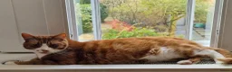Mixed Breed cats for sale: Two gorgeous adult cats looking for a loving home - Advert 5