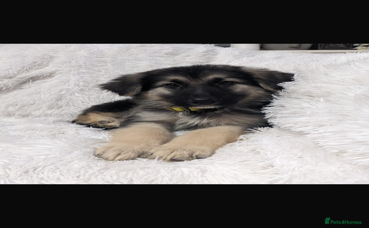 German Shepherd dogs - Advert 3