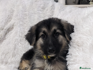 German Shepherd dogs - Advert 2