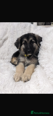 German Shepherd dogs - Advert 3