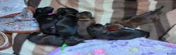 Yorkiepoo dogs for sale: Yorkiepoo puppies for sale - Advert 7