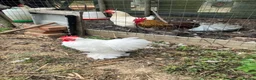 Chickens poultry for sale: White Pekin Bantam Cockerels in Chelmsford - Advert 3