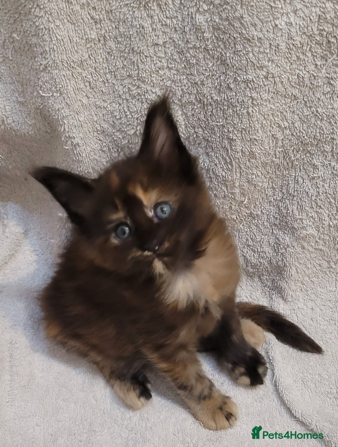 Maine Coon cats for sale: Tica registered Maine coon kittens  - Advert 13