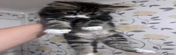 Mixed Breed cats for sale: Kittens  in Gillingham - Advert 5