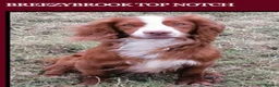 Cocker Spaniel dogs for sale: Four Pure-Bred Cocker Spaniel Puppies Available in Nottingham - Advert 9