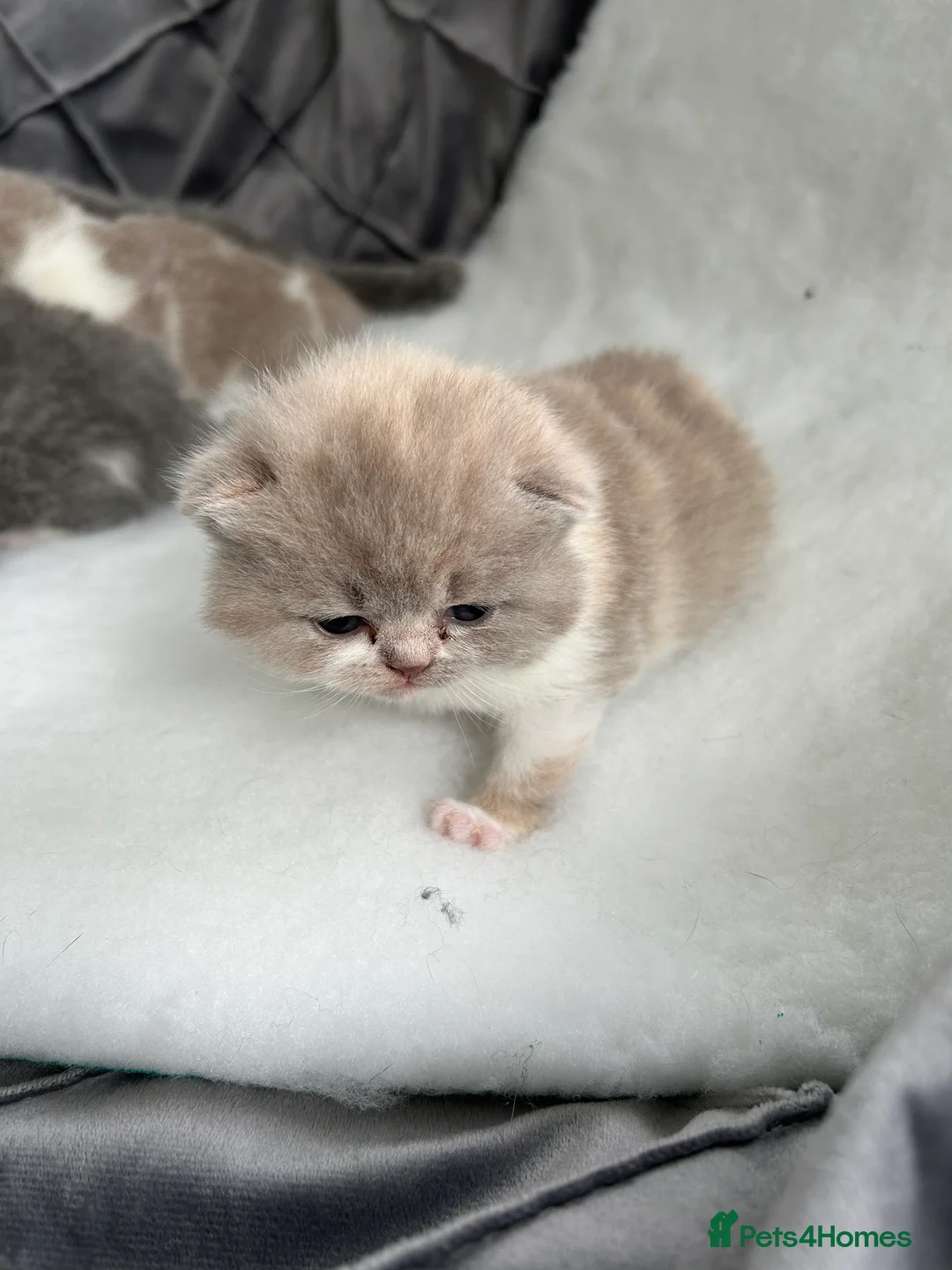 British Shorthair cats for sale: BRITISH SHORTHAIR KITTENS (registered) - Advert 11