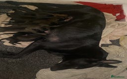 Belgian Shepherd Dog dogs for sale: Belgian Malinois Puppies - Image 17