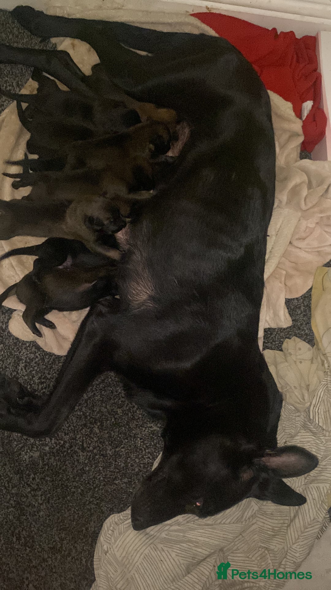 Belgian Shepherd Dog dogs for sale: Belgian Malinois Puppies - Image 17