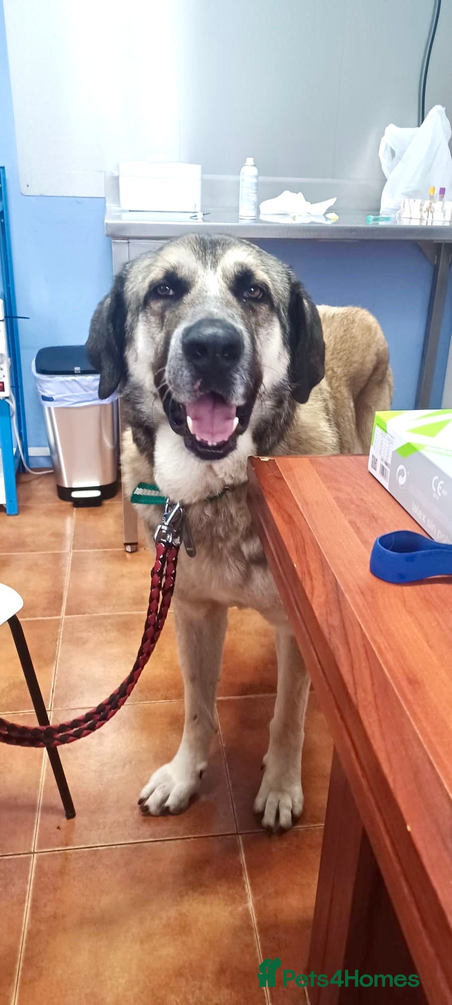 Mixed Breed dogs 🚨‼️URGENT‼️🚨 RINGO💙🐾 - Advert 14