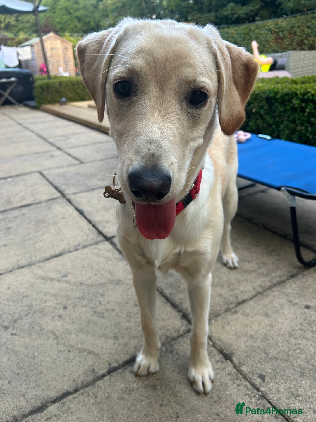 Labrador Retriever dogs for sale: Female Labrador - Image 5