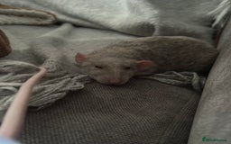 Rat rodents for sale: Milo & Bruce - disabled boy and younger brother  - Image 3
