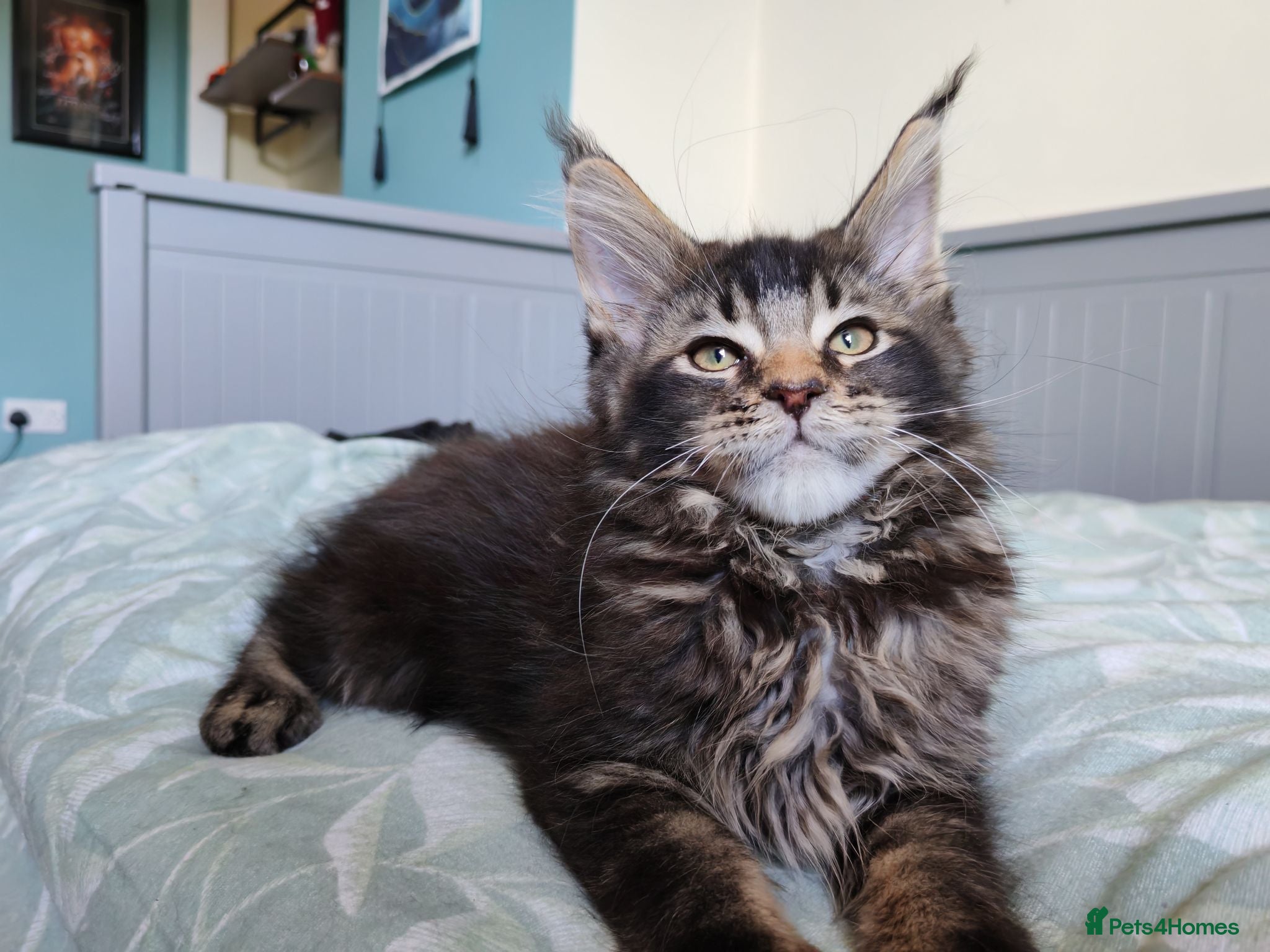 Maine Coon cats Amazing Maine Coon kittens 😍  - Advert 9