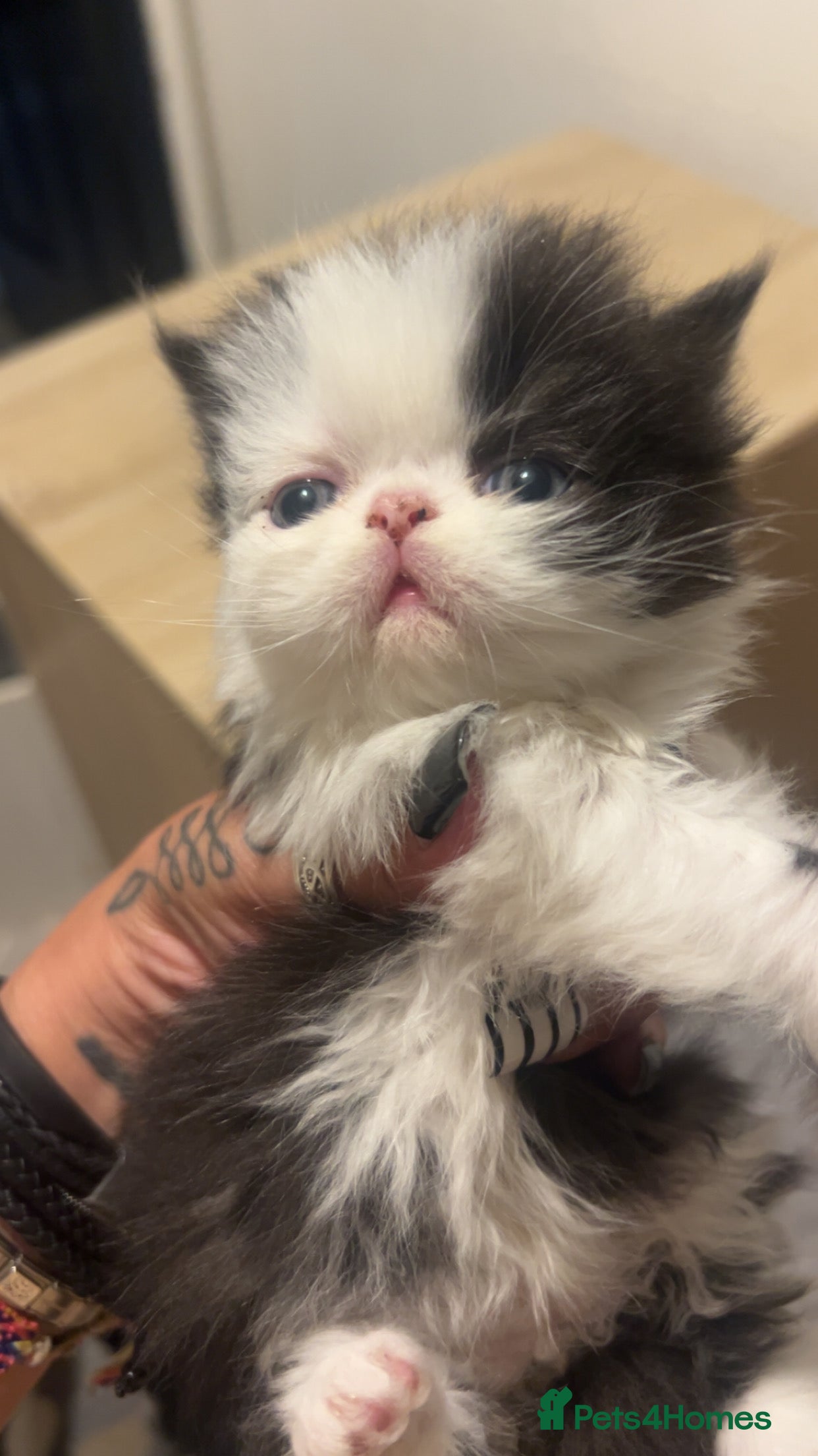 Persian cats Beautiful Persian baby’s  - Advert 1