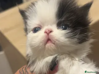 Persian cats Beautiful Persian baby’s - Advert 1