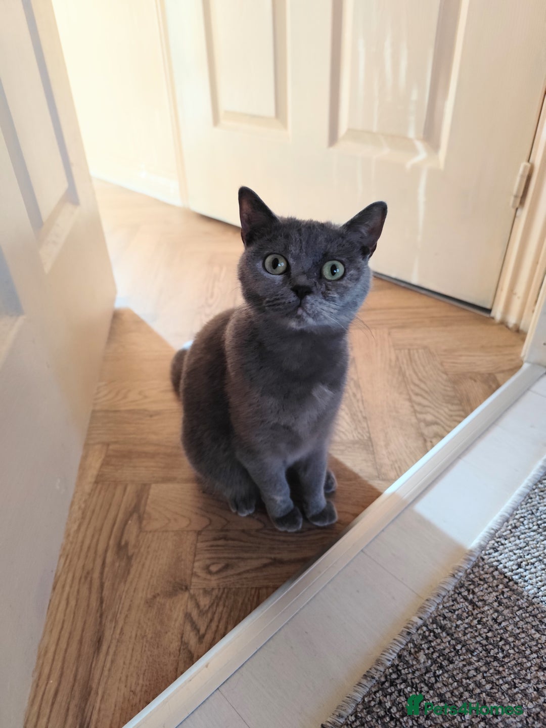 Scottish Fold cats for sale: Scottish Fold in need of a loving home  - Advert 1