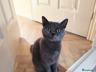 Scottish Fold cats Scottish Fold in need of a loving home - Advert 4