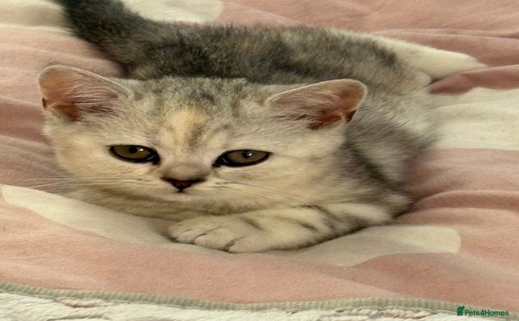 British Shorthair cats - Advert 11