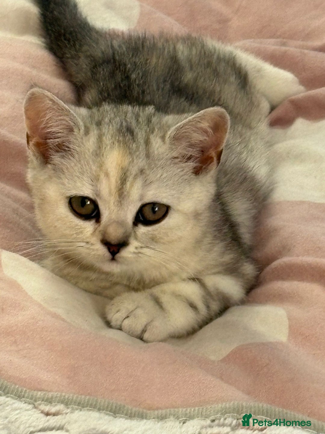 British Shorthair cats for sale: Beautiful British shorthair kittens 3 LEFT  - Image 1