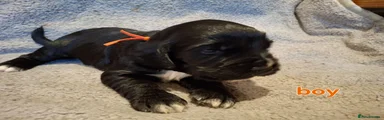 Cocker Spaniel 2
