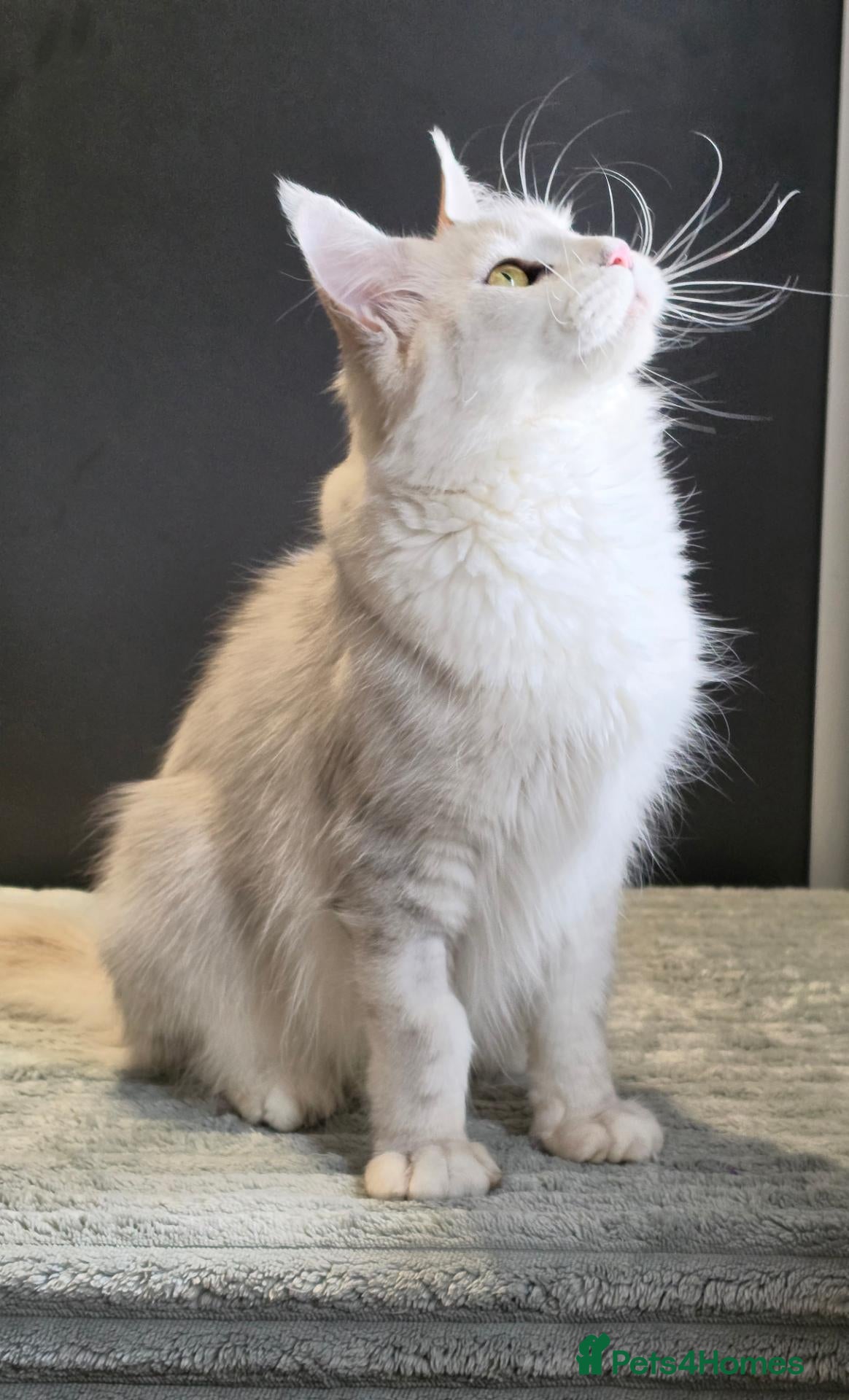Maine Coon cats Ex breeding queen  - Advert 1