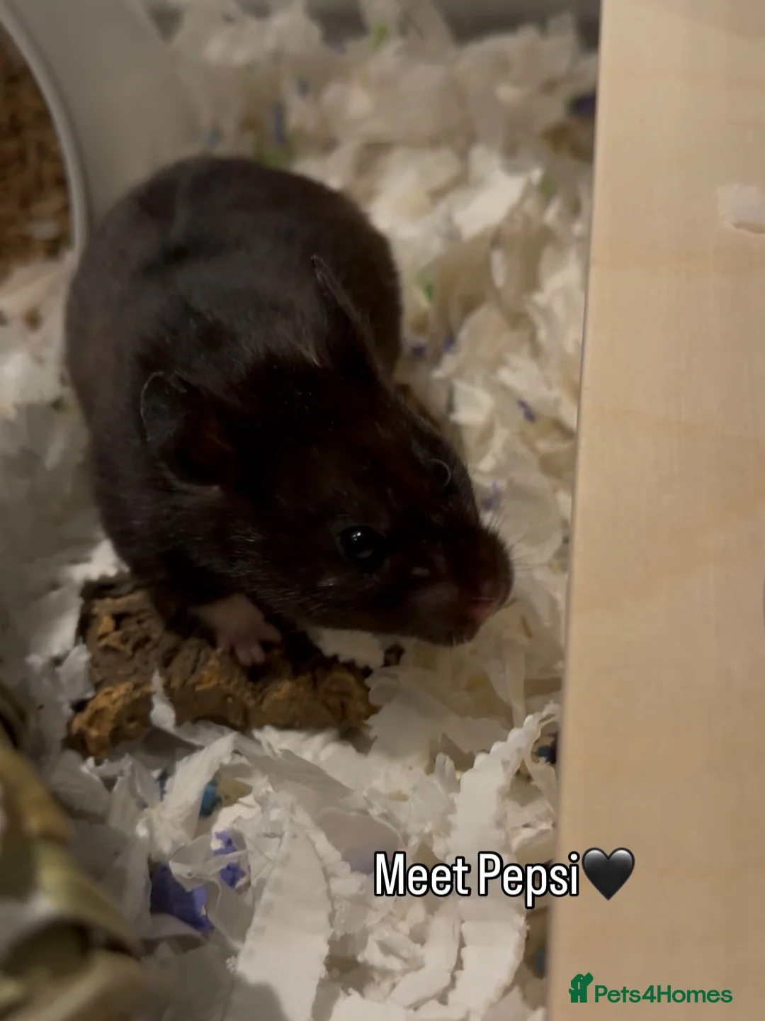 Hamster rodents for sale: Pepsi for Adoption🐹 - Advert 1