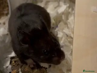 Hamster rodents Pepsi for Adoption🐹 - Advert 16