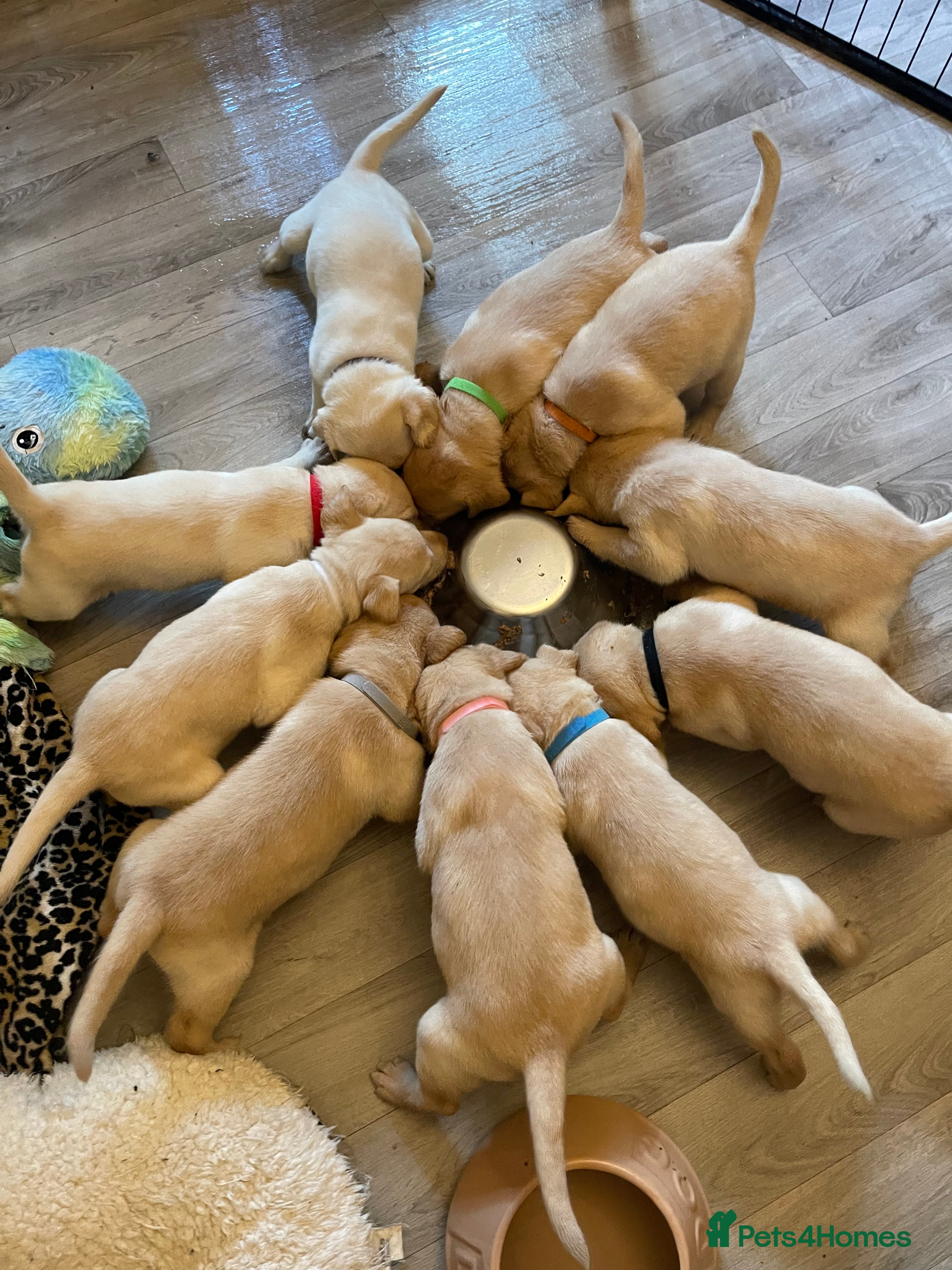 Labrador Retriever dogs Beautiful KC pure pedigree Labrador puppies - Advert 13