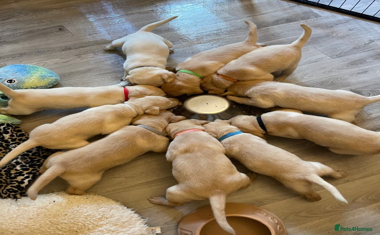 Labrador Retriever dogs - Advert 16