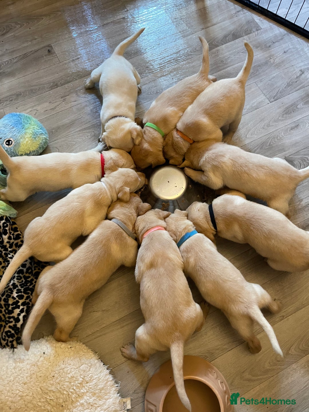 Labrador Retriever dogs for sale: Beautiful KC pure pedigree Labrador puppies - Advert 1