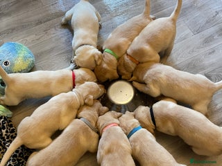 Labrador Retriever dogs - Advert 1