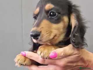 Miniature Dachshund dogs - Advert 34