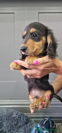 Miniature Dachshund dogs - Advert 13